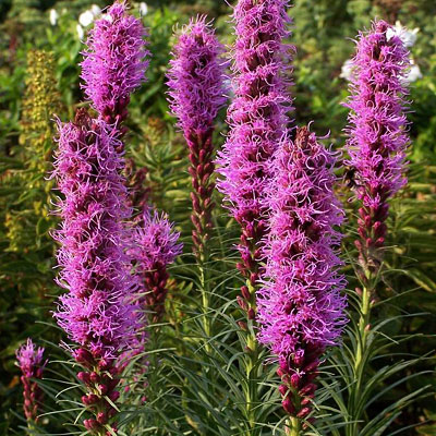 Liatris sp. 'Kobold Vegatative'