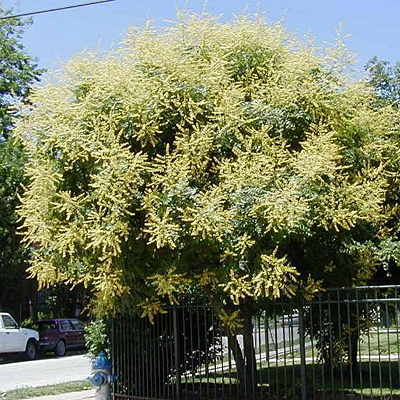 Koelreuteria paniculata