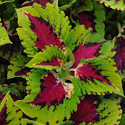 Coleus 'Kong Jr Rose'