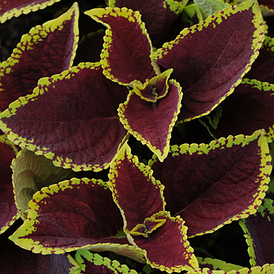 Coleus 'Kong Jr Scarlet'