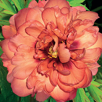 Paeonia x ITOH 'Kopper Kettle'