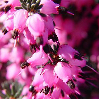 Erica x d. 'Kramer's Red'