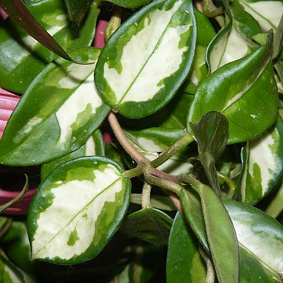 Hoya carnosa 'Krimson Princess'