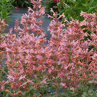 Agastache x 'Kudos Ambrosia'