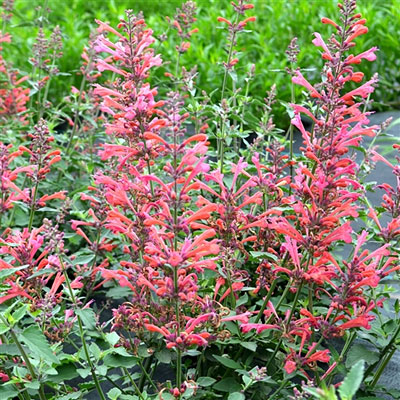 Agastache x 'Kudos Coral'