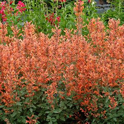 Agastache x 'Kudos Mandarin'