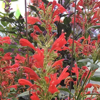 Agastache x 'Kudos Red'