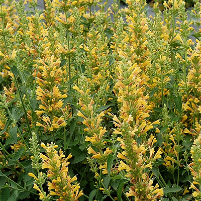 Agastache x 'Kudos Yellow'