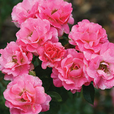 Rosa 'Livin La Vida'