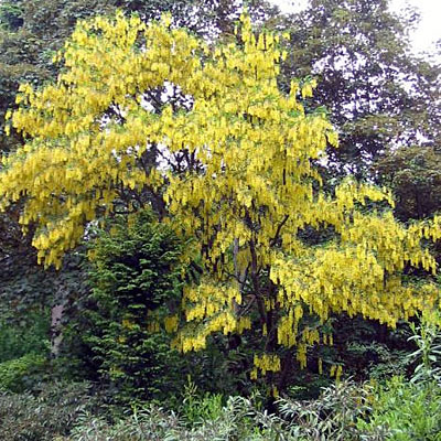 Laburnum x w. 'Vossii'