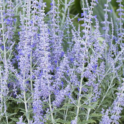 Perovskia a. 'Lacey Blue'