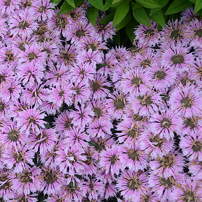 Monarda d. 'Leading Lady Lilac'