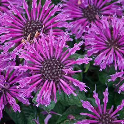 Monarda d. 'Leading Lady Plum'