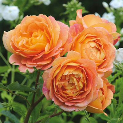 Rosa 'Lady of Shallot'