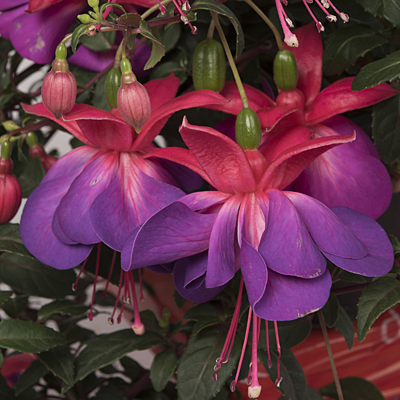 Fuchsia 'Aretes Upright Lago Grande'