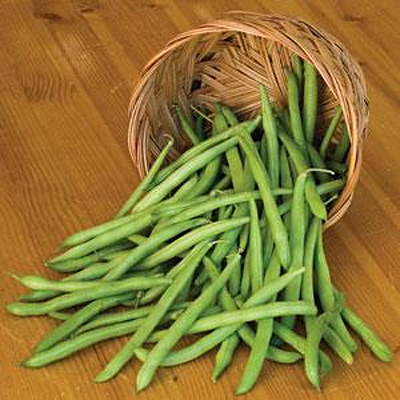 Beans 'Blue Lake Pole'