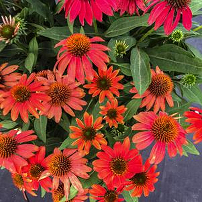 Echinacea p. 'Lakota Santa Fe'