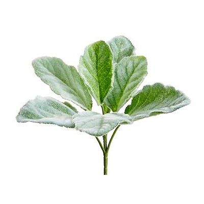 Lamb's Ear Bush Pick - Green, Gray