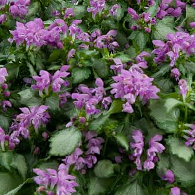 Lamium 'Lami Mega Purple'
