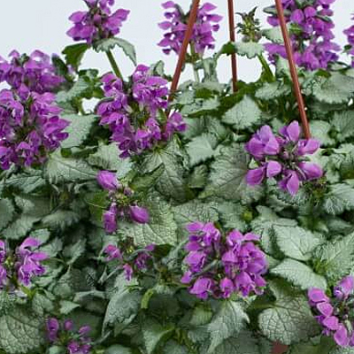 Lamium 'Lami Dark Purple'