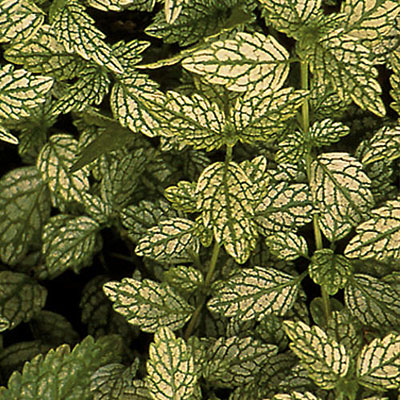 Lamiastrum g. 'Herman's Pride'
