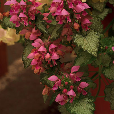 Lamium m. 'Orchid Frost'