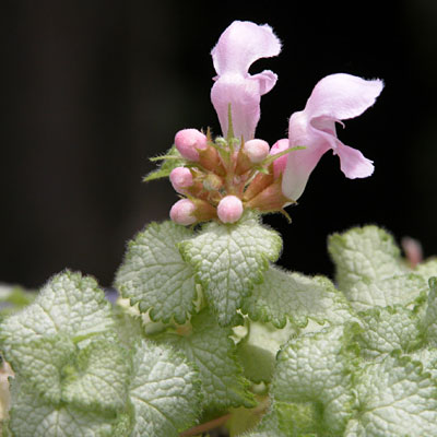 Lamium m. 'Pink Pewter'