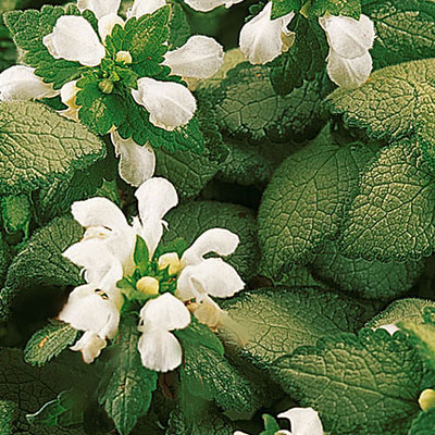 Lamium m. 'White Nancy'