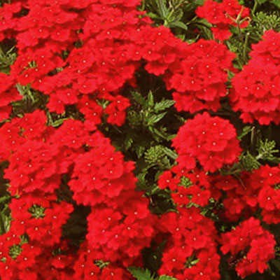 Verbena 'Lanai Early Dark Red'