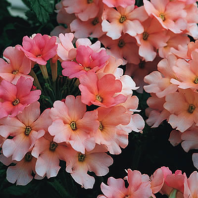 Verbena 'Lanai Peach'