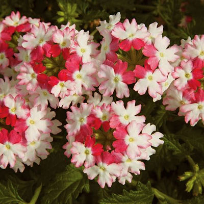 Verbena 'Lanai Twister Pink'