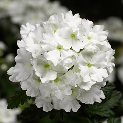 Verbena 'Lanai White'