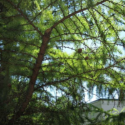Larix decidua