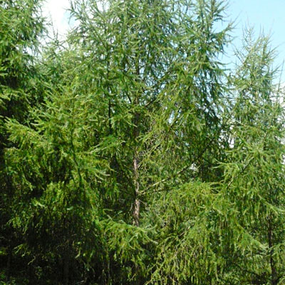 Larix kaempferi