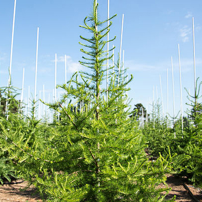 Larix laricina