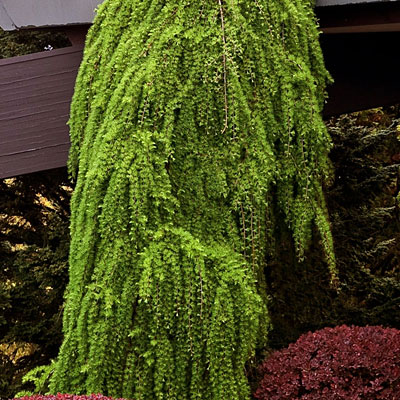 Larix d. 'Pendula'