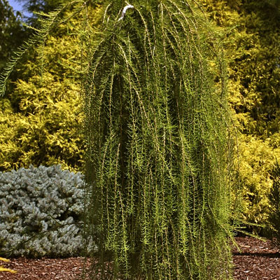 Larix d. 'Puli'