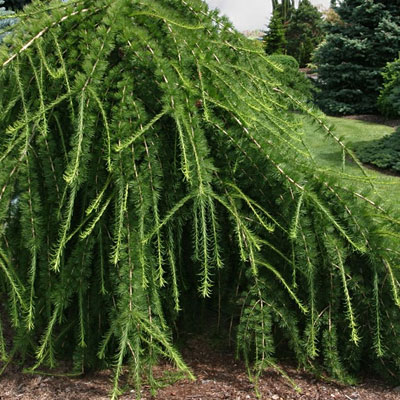Larix d. 'Varied Directions'