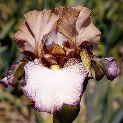 Iris g. 'Las Vegas'