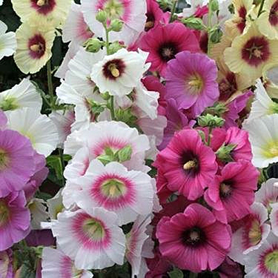 Alcea r. 'Las Vegas'
