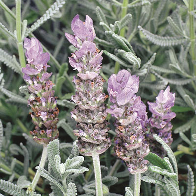 Lavandula dentata