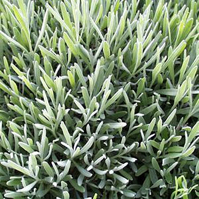 Lavandula x inter. 'Dutch Mill'