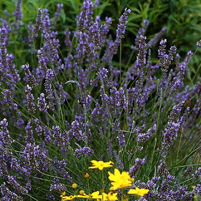 Lavandula x inter. 'Grosso'