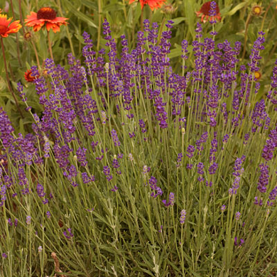 Lavandula a. 'Hidcote'