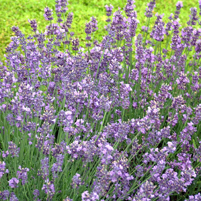 Lavandula