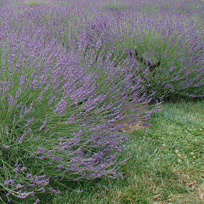 Lavandula x inter. 'Phenomenal'