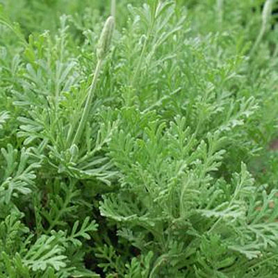 Lavandula pinnata