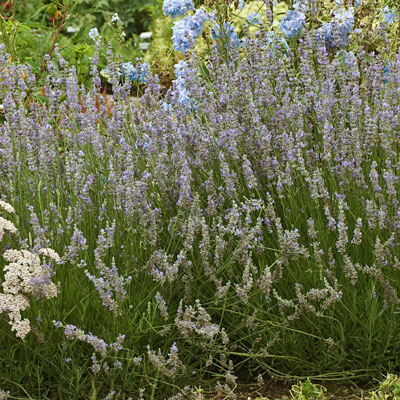Lavandula x inter. 'Provence'