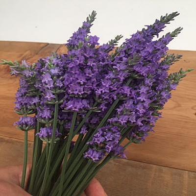 Lavandula x inter. 'Sensational!'