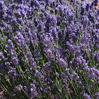Lavandula a. 'SuperBlue'